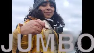 Jumbo PERCH in the great city of Chicago!