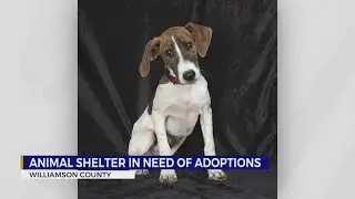 Williamson County animal shelter in need of adoptions