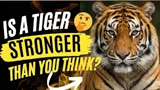 How powerful is theTiger? || Tiger strength