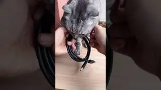 Cats can help people do many things