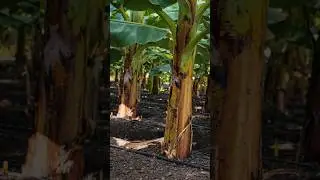 Red banana Field ||| #trending #agriculture #plantbreeding #Tamil #Farming #shortsfeed #shorts