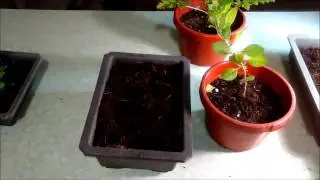 How to grow and propagate Blackberries and  Goji plants with Jason Pepe  