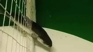 FlexTrap -  Slow Motion Study
