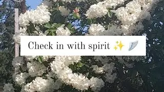 Check in with spirit ✨️🪽 pick a card tarot reading ✨️