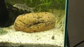 55g update: loaches, American flagfish, but no more goodeids!