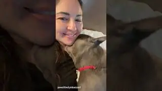 A dog&rsquo;s love is very special     #shorts #dog  #petvideos#amazingpets #funny#funnypets#animals