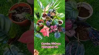 #sale# Calathea Aglonema combo /990+cc/7025304775