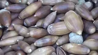 Taller de pan de bellota