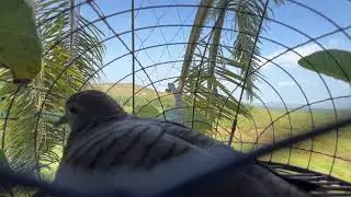 Merbok kocak tumpas