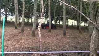Feeding the Pigs