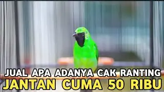 SELLING AS IS, THE IMPORTANT IS THAT IT WILL NOT DISAPPOINT YOU || POPULAR BIRD SOLD FOR 50 THOUS...