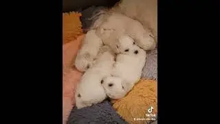 Bichons 21 days❄️KRONOS+LUNA❄️#kennel_brightstardog #bichofrise #puppybichon #бишонфризе #pets #dogs
