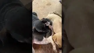 She bite the ear.#shorts