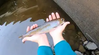 Fall 2024 Multi-species Creek Fishing in Eastern Pennsylvania