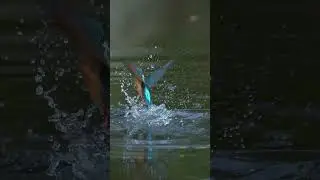 Ever seen how a Kingfisher hunts?