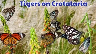Tiger Butterflies on Crotalaria | Striped Tiger and Blue Tiger Butterfly feeding on Crotalaria