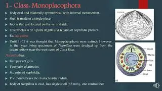 Lecture Ten Phylum Mollusca Part one