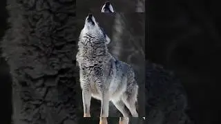 Perfect Formation of Wolves 🐺 #shorts