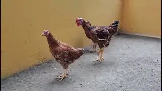 VENDIDO : terno franhotes Galinha Balão Tradicional / GSB 4,5 meses ( ZAP 75-9.9822-9930  mens)