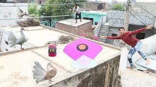 2 Lucky Kabooter Catch With Kite Fight