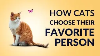 How Cats Choose Their Favorite Person