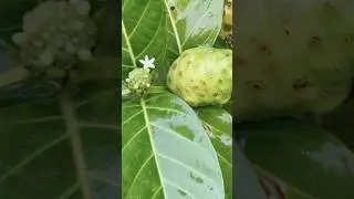 Noni! (try realnoni.com to support the local community)! #noni #nonifruit