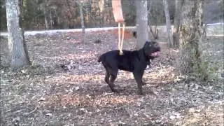 THE RIDDICK OF MANMADE KENNELS HUGE XL BULLY SEAL; BLACK PANTHER