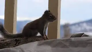 Cute Chickaree