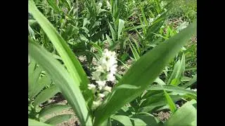 Suited For A Woodland Garden False Solomons Seal May 2023