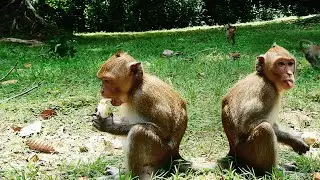 GOOD JOB JANNA PULL & KEEP BANANA EATING WELL SIT A LONE ON THE GROUND |