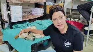 This animal shelter in Amritsar is Home to 300 Rescued Dogs | Inspirational stories you must know