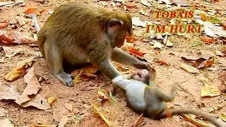 BABY TOBAIS ANNOYED MOM TOMA TILL MOM ANGRY | TOMA BITES & FIGHTING  BABY TOBAIS TOO HARD