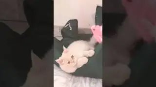Cute Cats Playing  🐱 #cats