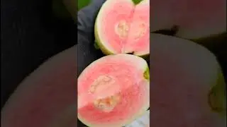 Ổi Rk5 ngon #sacmaucuocsong #guava #reddiamondguava #fruit