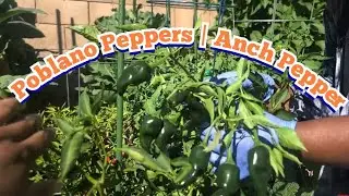 Grow Poblano Peppers | Ancho Pepper | Containergardening