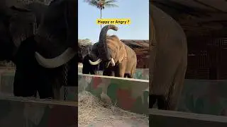 decode this elephant emotion ? 🐘🫡 #wildlife #animalexplorers #elephant