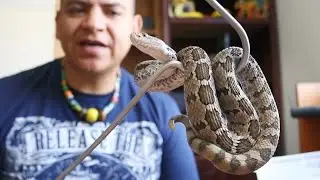VIBORA DE CASCABEL  -- Me la regalaron! ⚠️