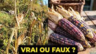 🌽 LE PLUS BEAU MAÏS DU MONDE 🌽
