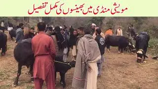 Muvashi mandi dongi kotli ajk pakistan buffaloes niliravi chichawatni buffaloes okara arifwala mandi