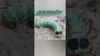 giant caterpillar🐛#shorts#short #trending#ytshorts#shortvideo#viral#shortsfeed#respect#facts#love#4k