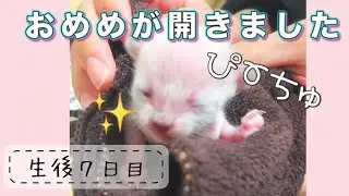 【生後7日目】おめめが開いたよー！【未熟児子猫成長日記】【Kittens Grow Up Vlog】