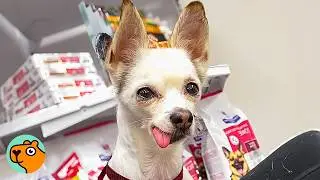 No One Expected Grandpa Chihuahua To Make Trouble! | Cuddle Buddies
