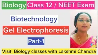 Gel Electrophoresis Simplified | NCERT Class 12 Biology | NEET | Part-1