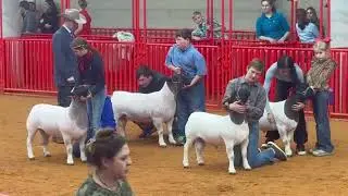 2025 GRAND CHAMPION DORPER RAM FORT WORTH TX USA Wesley Glass (Judge)