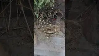 Eine niedliche kleine Mausi 🐭