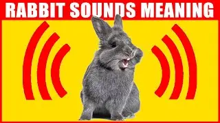 14 Sounds Rabbits Make and What They Mean