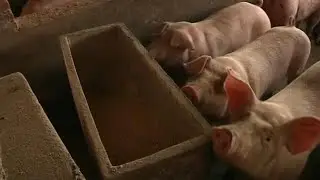 China blocks pork imports from third Canadian company