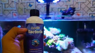 PARAH SIH‼️GA NYANGKA BANYUMILI BACTERIA KAYA GINI. AWAS YA‼️