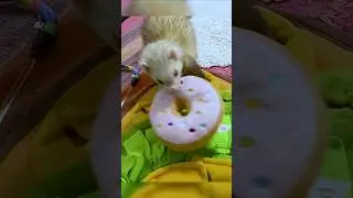 Ferret Enrichment 🦦 Day-1 Toy & Playtime Guide