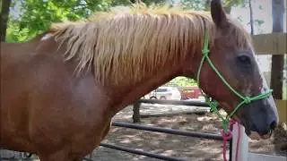 Gentle Riding Horse For Sale, Beginner Safe and Easy to Handle and Ride
